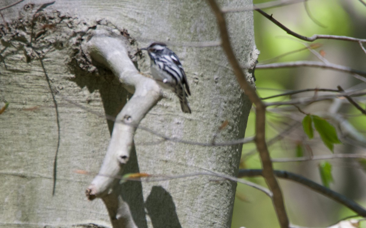 Black-and-white Warbler - Joseph Walston