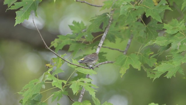 Yellow-rumped Warbler (Myrtle) - ML269464471