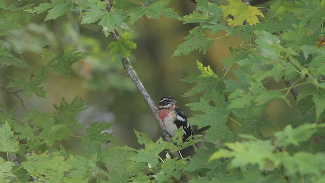Rose-breasted Grosbeak - ML269464721