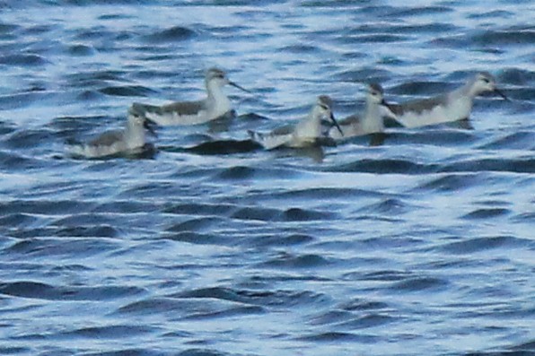 Wilson's Phalarope - Pablo Jusim