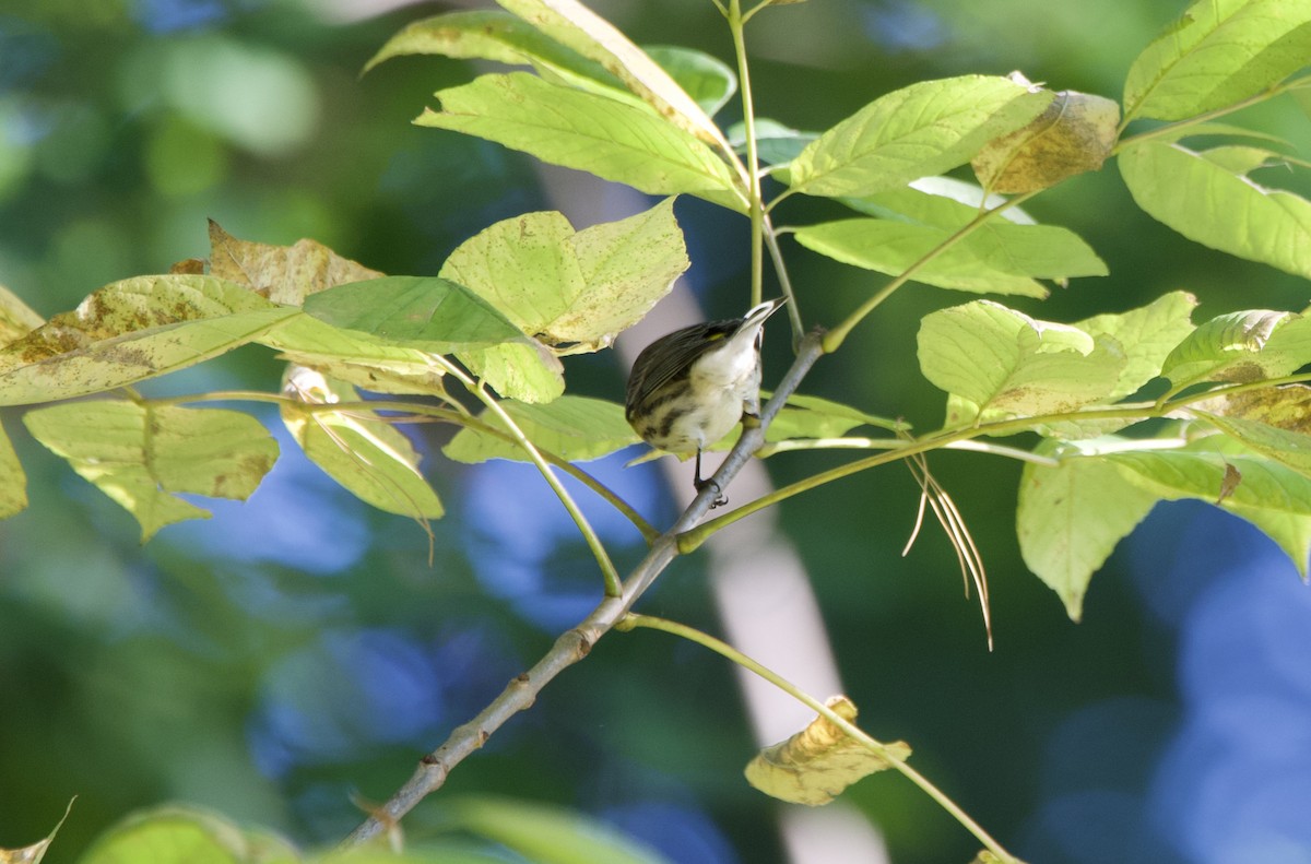 Magnolia Warbler - ML269466391
