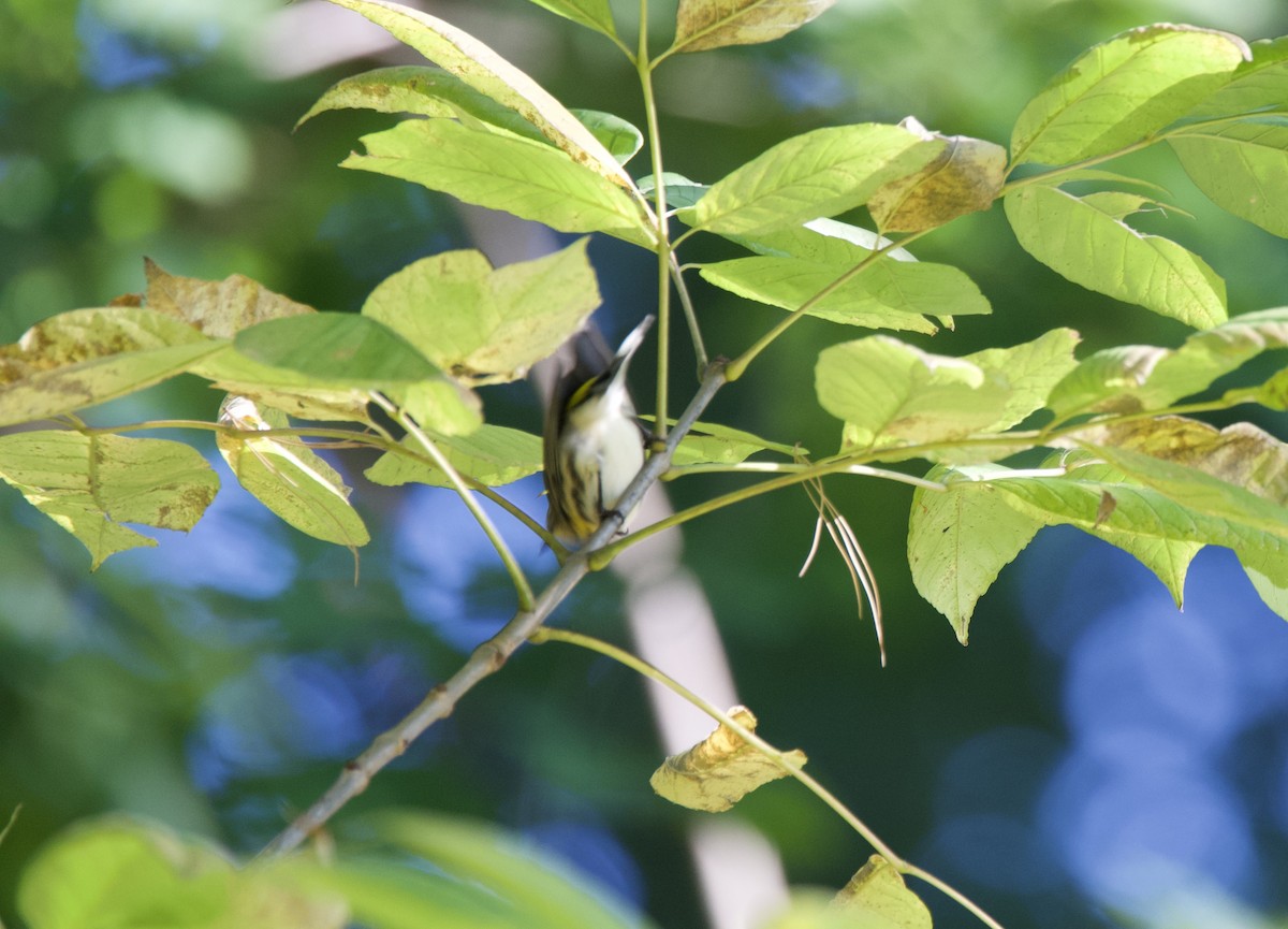 Magnolia Warbler - ML269466401
