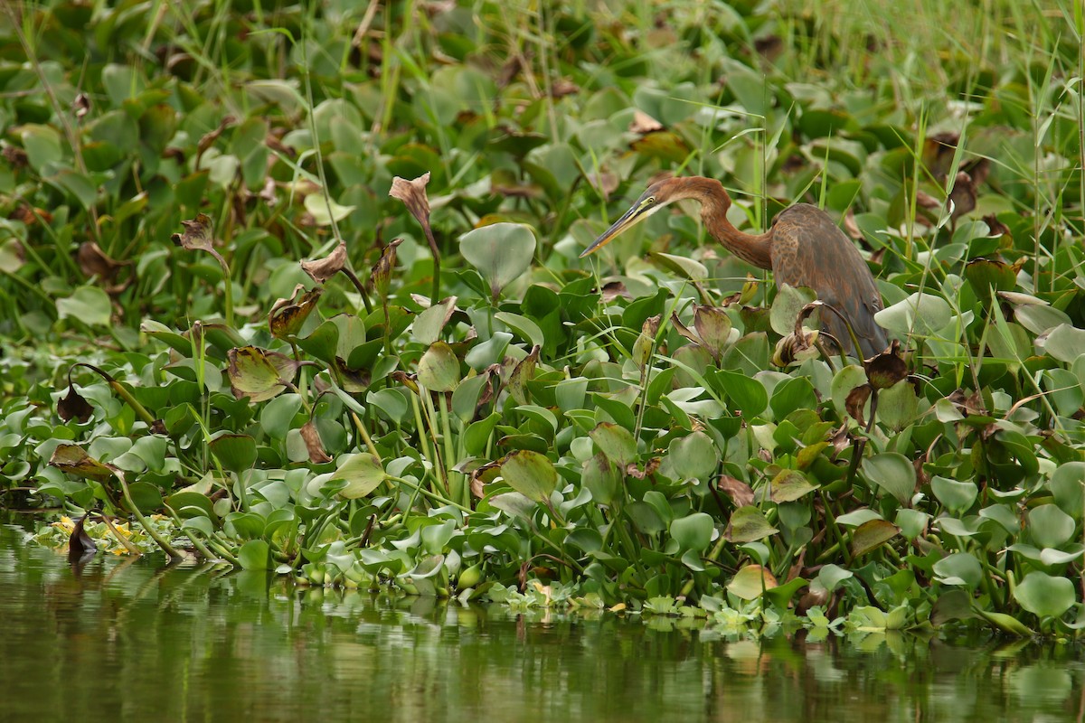 Purple Heron - ML269466751