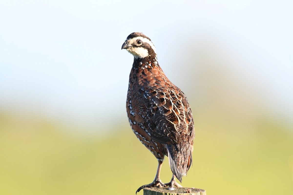 Northern Bobwhite - ML269469491