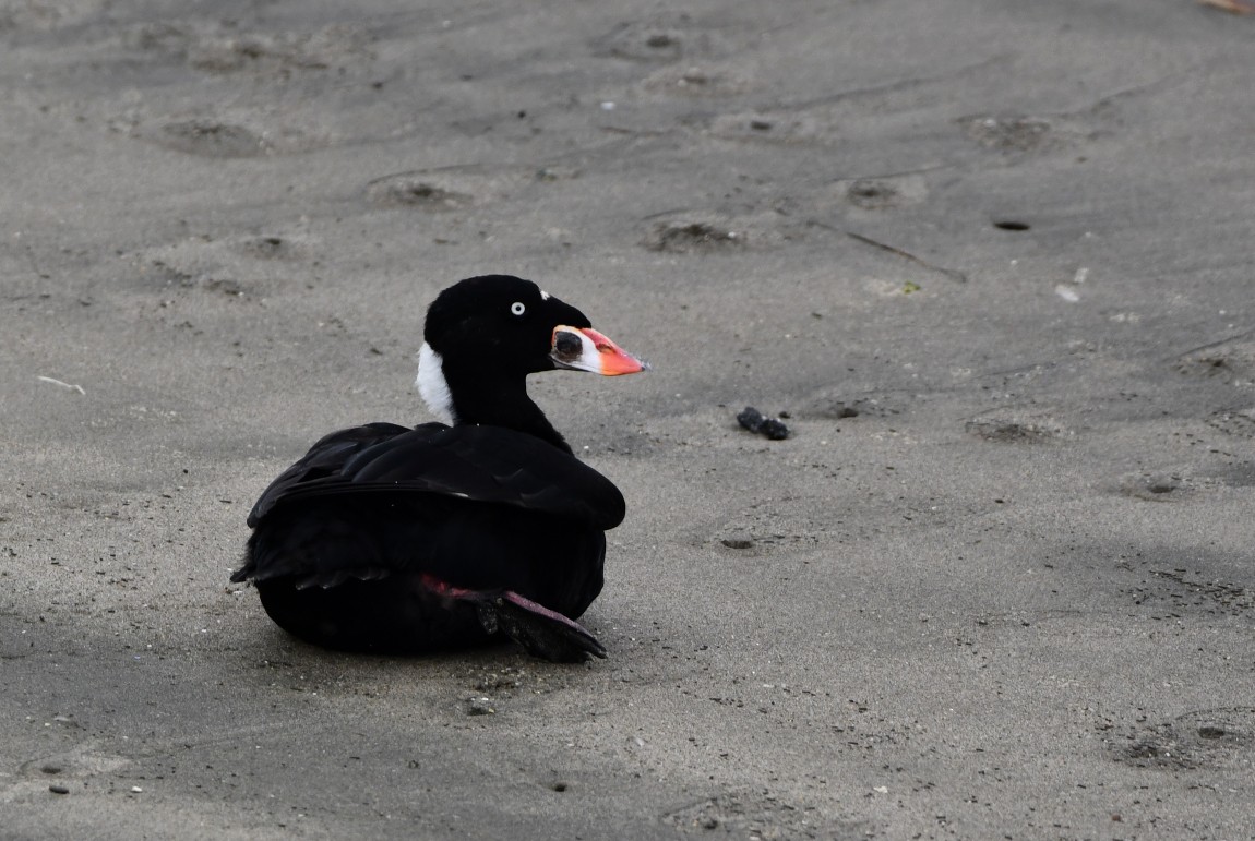 Surf Scoter - Ruth Bennett