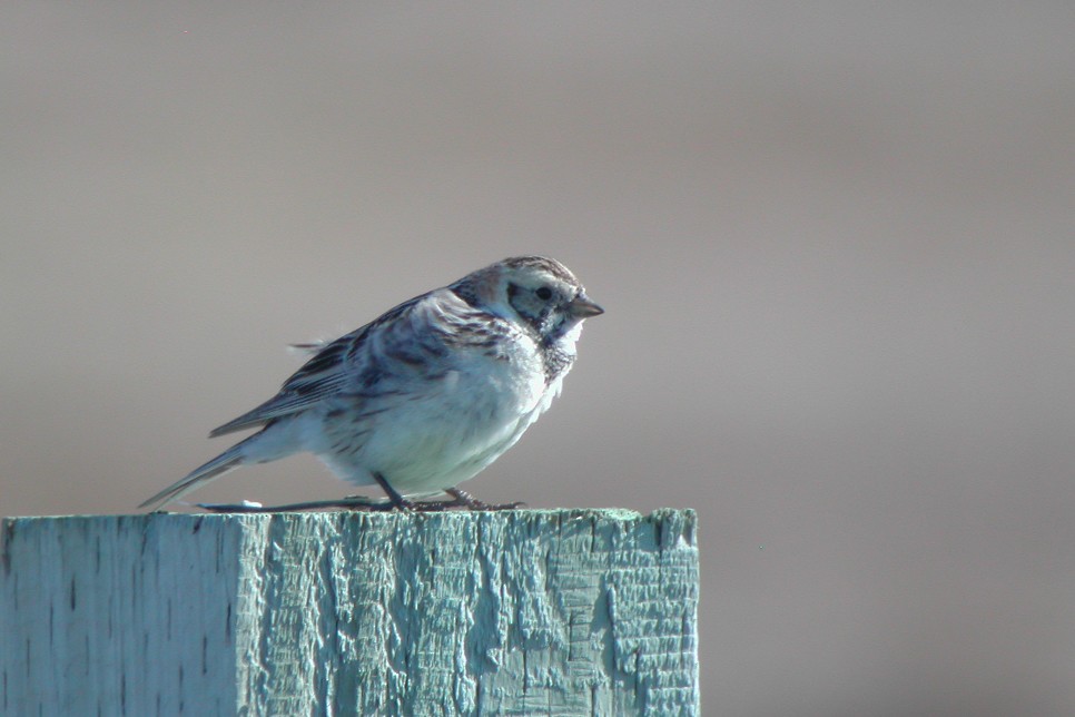 Lapland Longspur - ML269471061