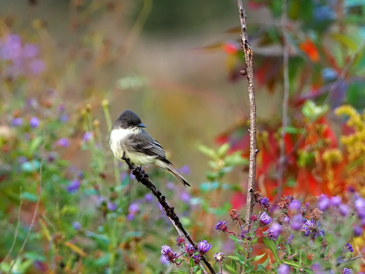 Eastern Phoebe - ML269473011