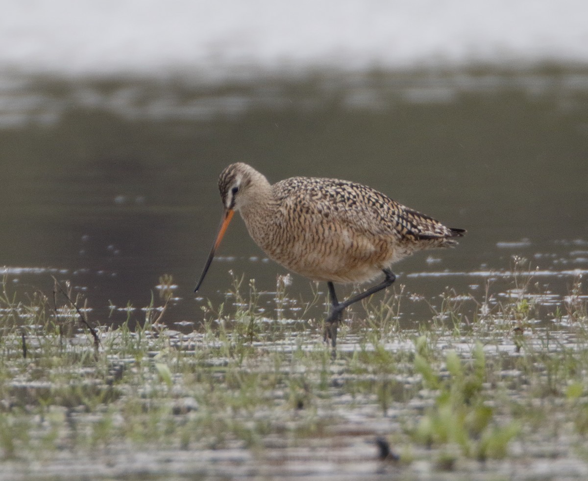 Marbled Godwit - Michael Brown