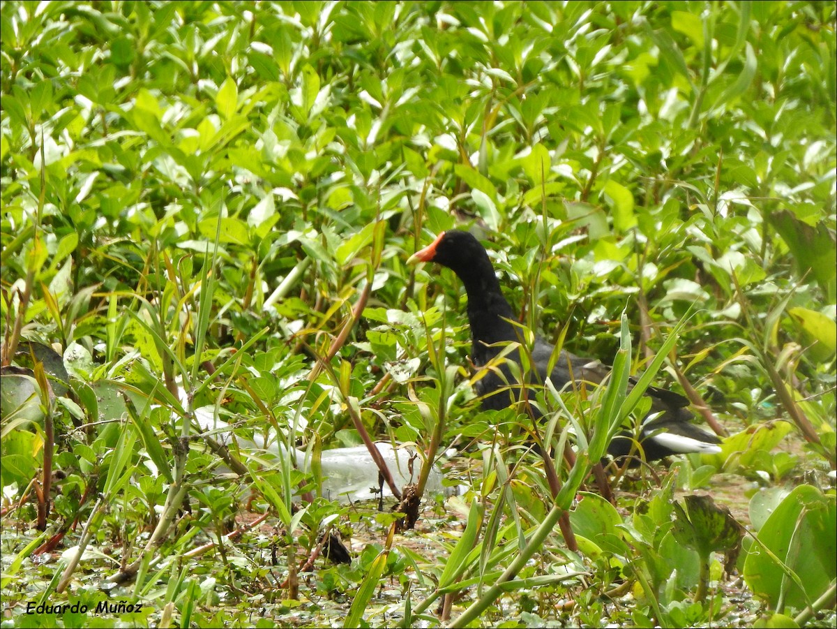 Common Gallinule - ML269473511