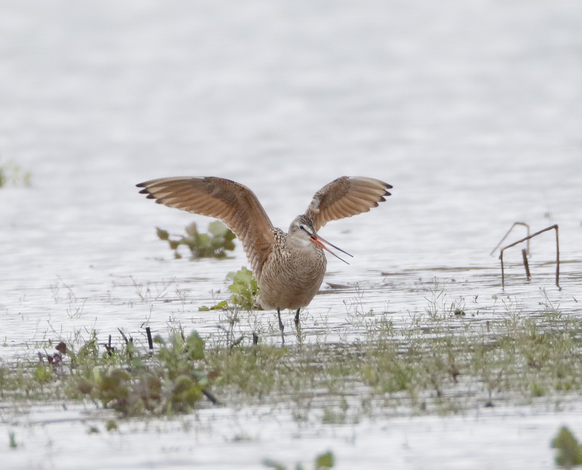 Marbled Godwit - Michael Brown