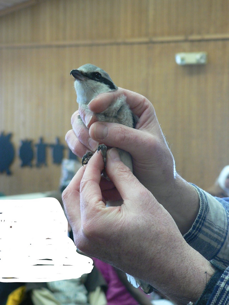 Northern Shrike - ML269474631