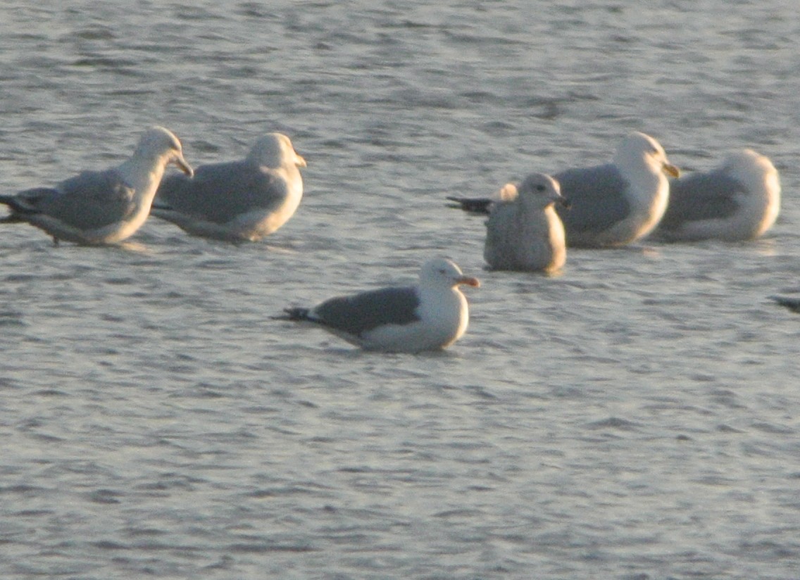 Lesser Black-backed Gull - Douglas Kieser