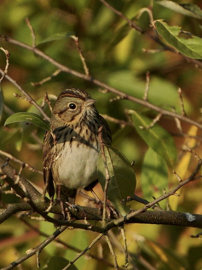 Lincoln's Sparrow - ML269475631