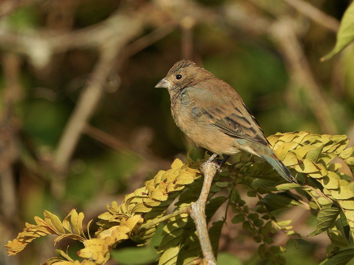 Indigo Bunting - ML269475861