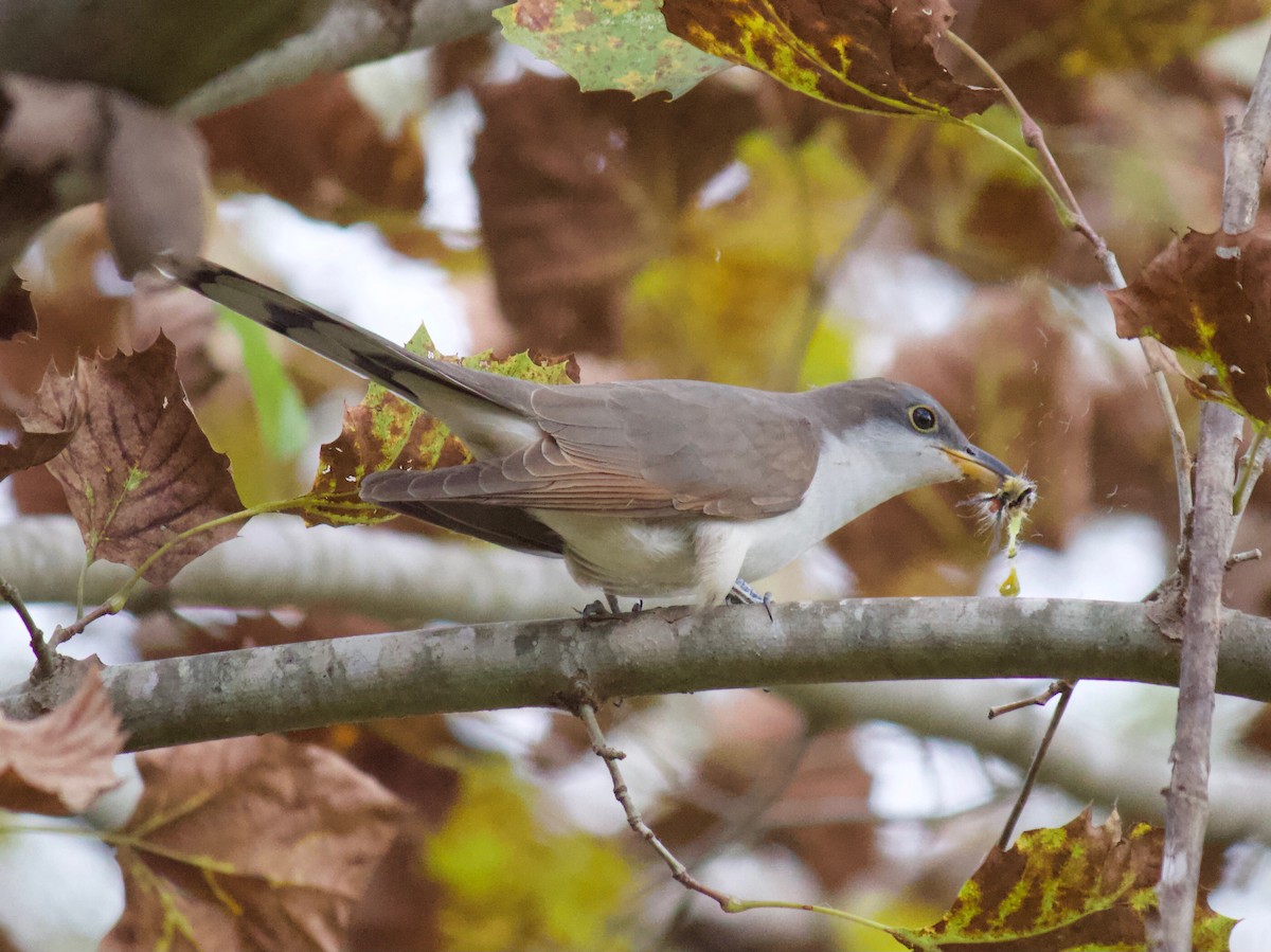 Yellow-billed Cuckoo - Jin Bai