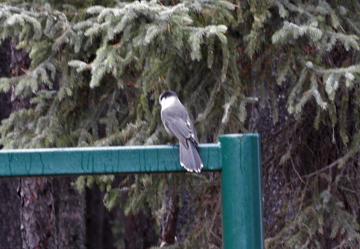 Canada Jay - Alfred Scott