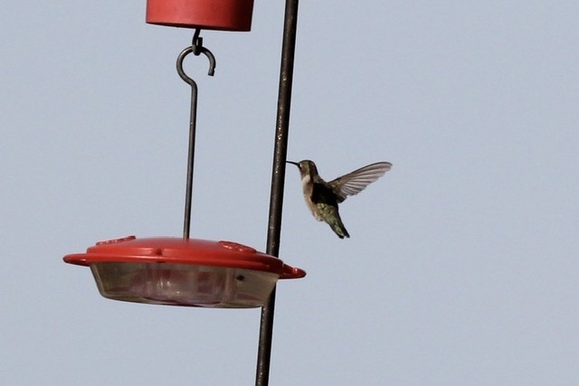 Black-chinned Hummingbird - ML269478211