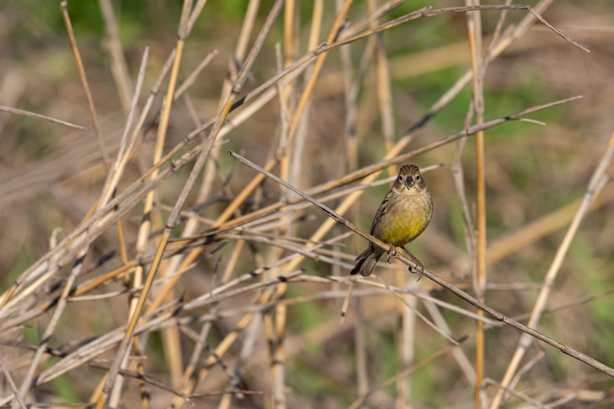 Grassland Yellow-Finch - ML269480621
