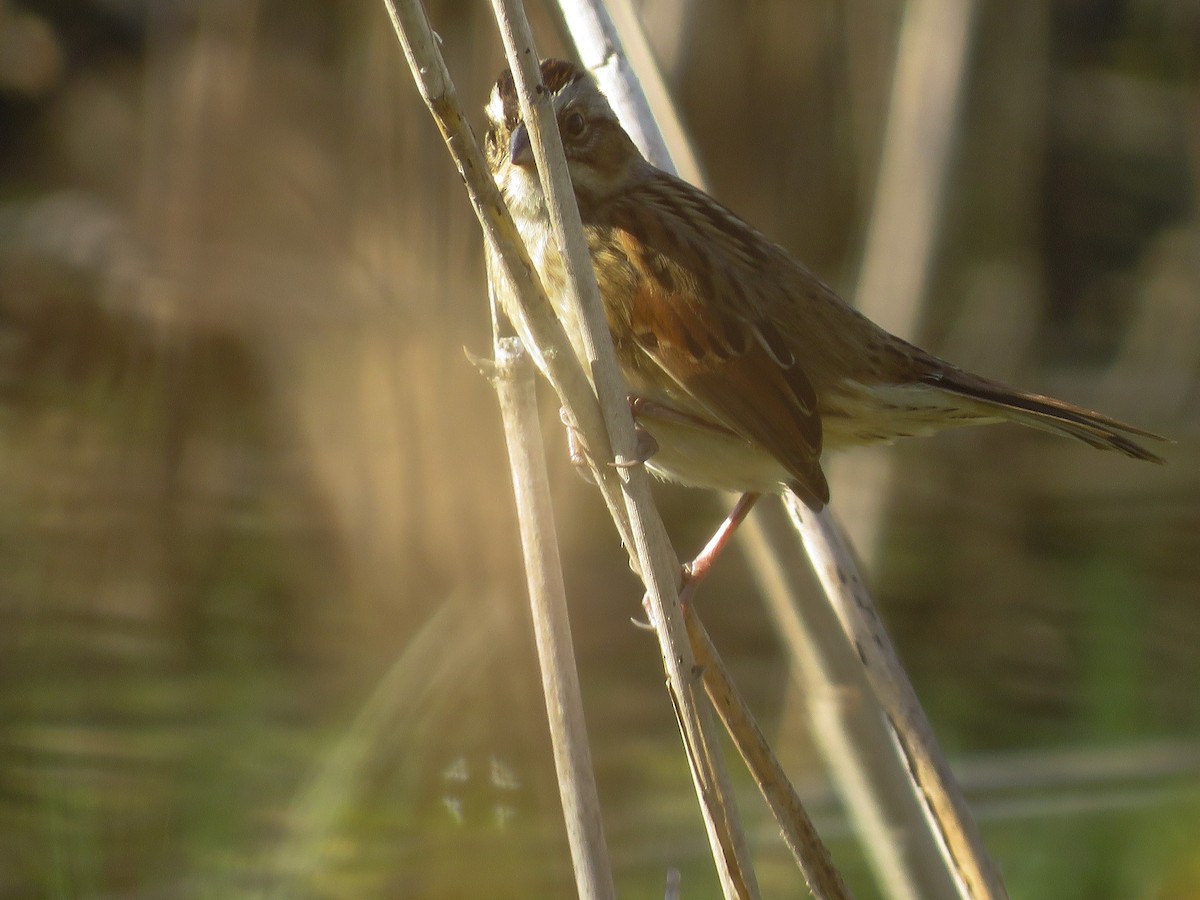 Swamp Sparrow - Anonymous