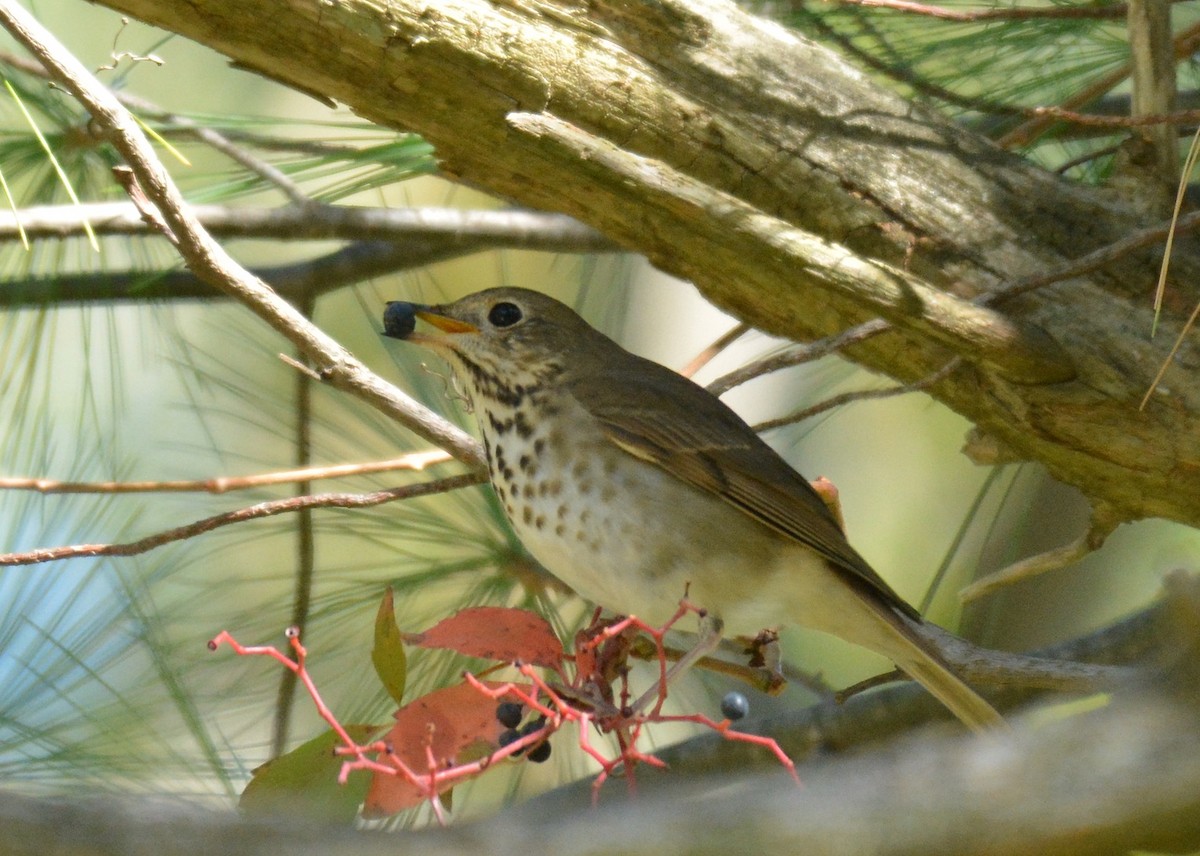 Hermit Thrush - ML269481661