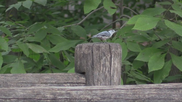 White-breasted Nuthatch (Eastern) - ML269482151