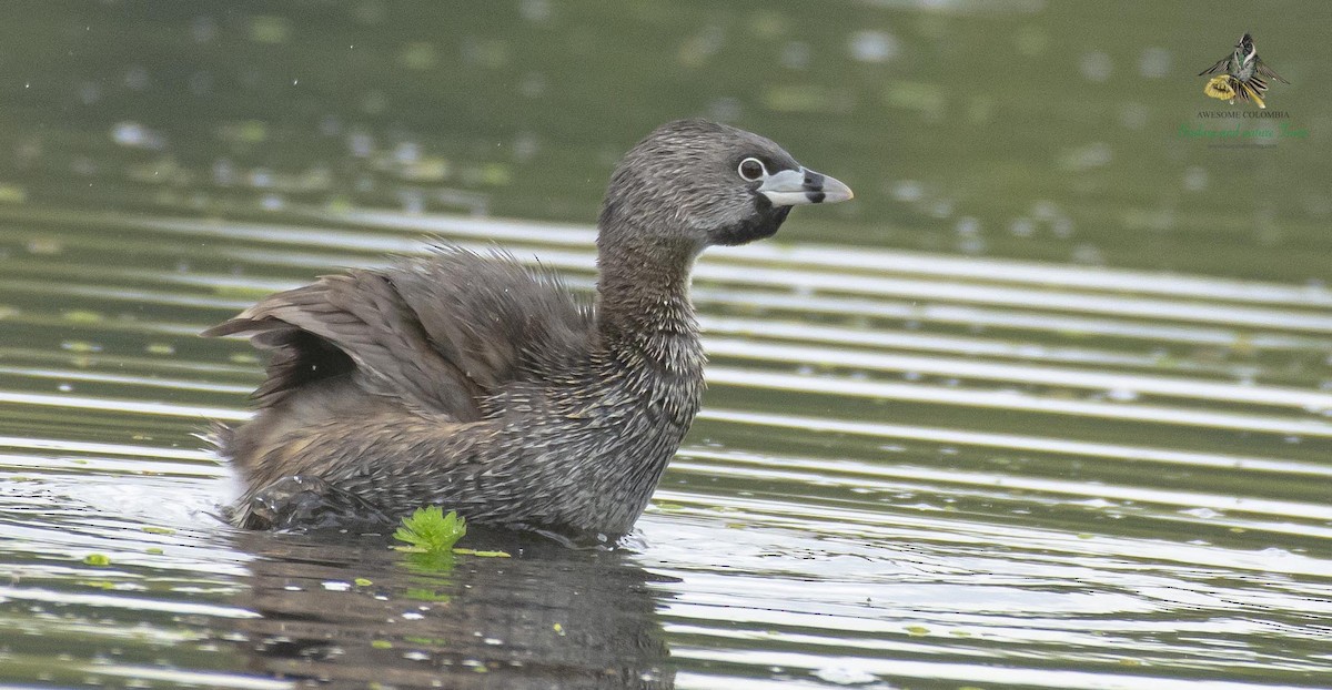 Pied-billed Grebe - Anonymous