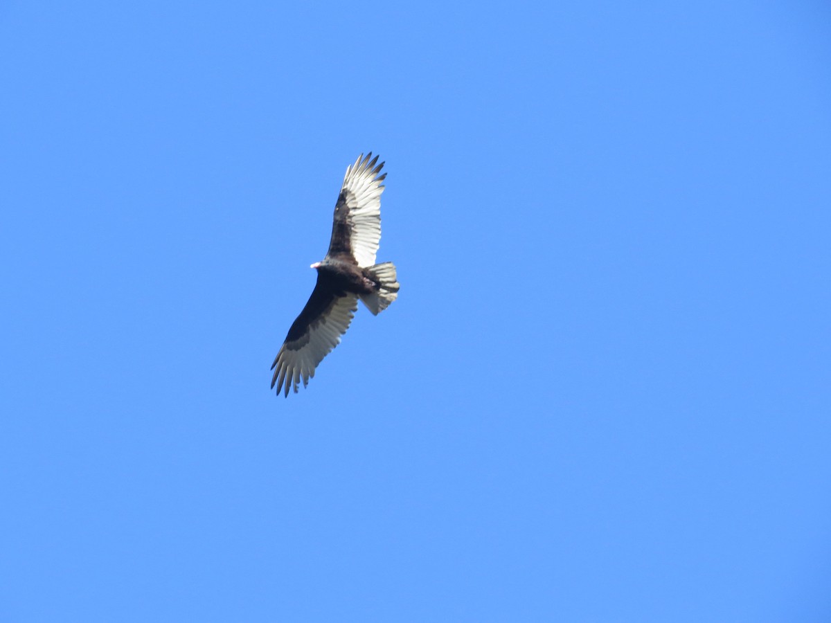 Turkey Vulture - ML269484831