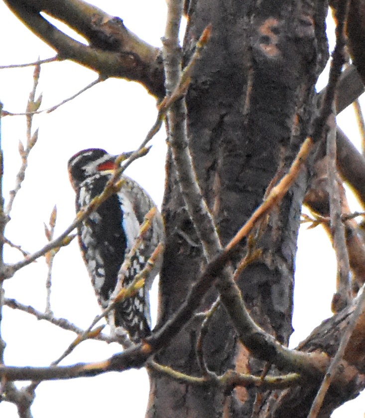 Red-naped Sapsucker - ML26948491