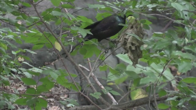 Common Grackle (Florida/Purple) - ML269484981