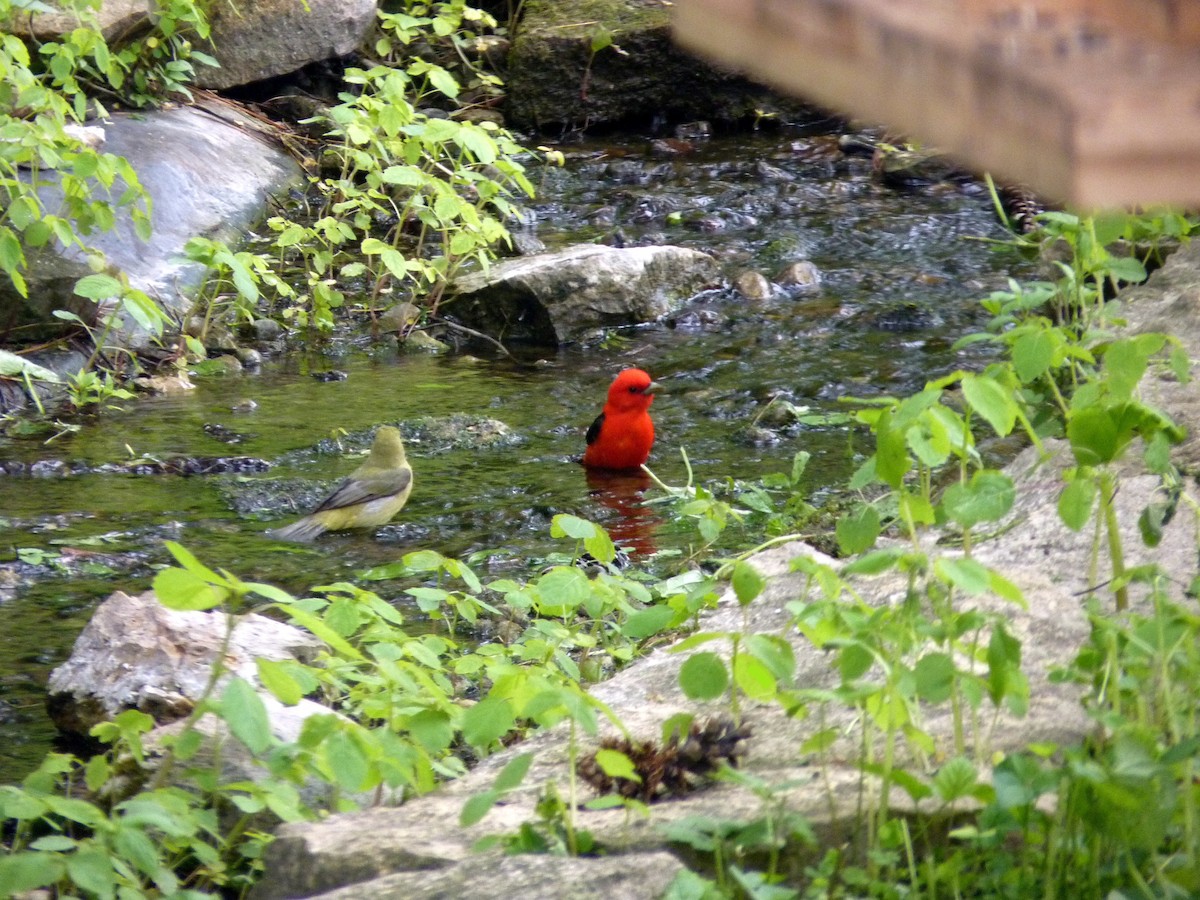 Scarlet Tanager - Quarry Hill Nature Center