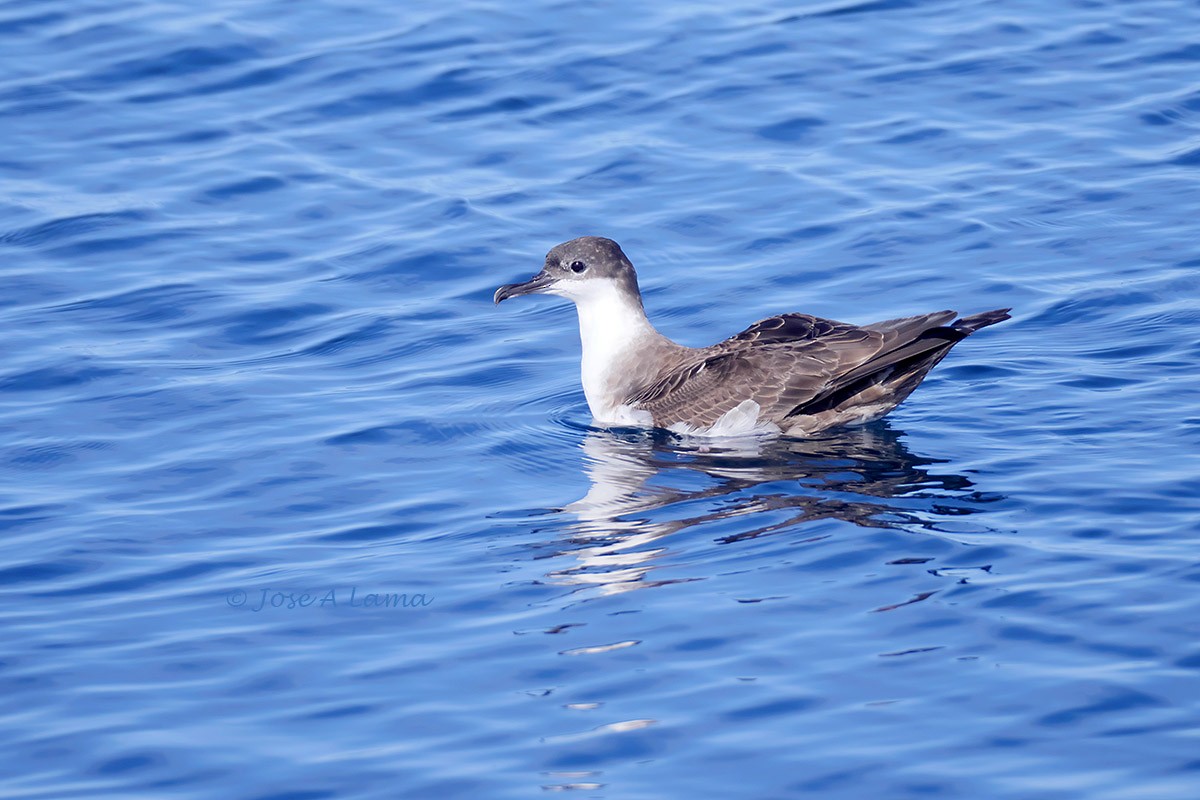 Great Shearwater - ML269485731