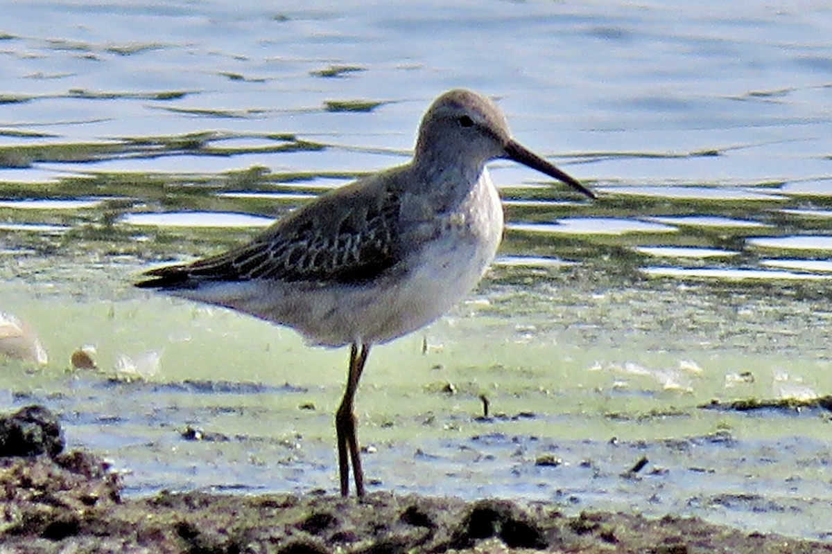 Stilt Sandpiper - ML269488771