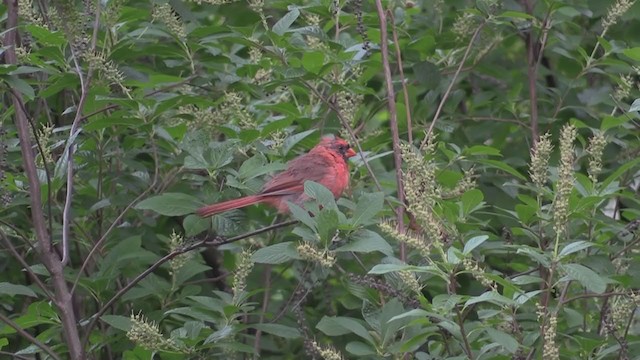 Cardinal rouge (groupe cardinalis) - ML269489901