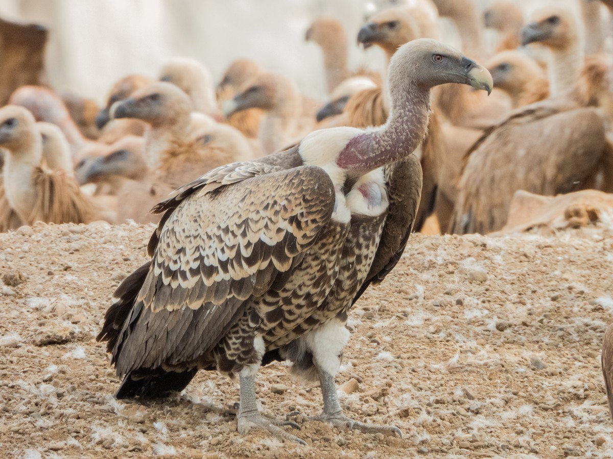 Rüppell's Griffon - ML269490491