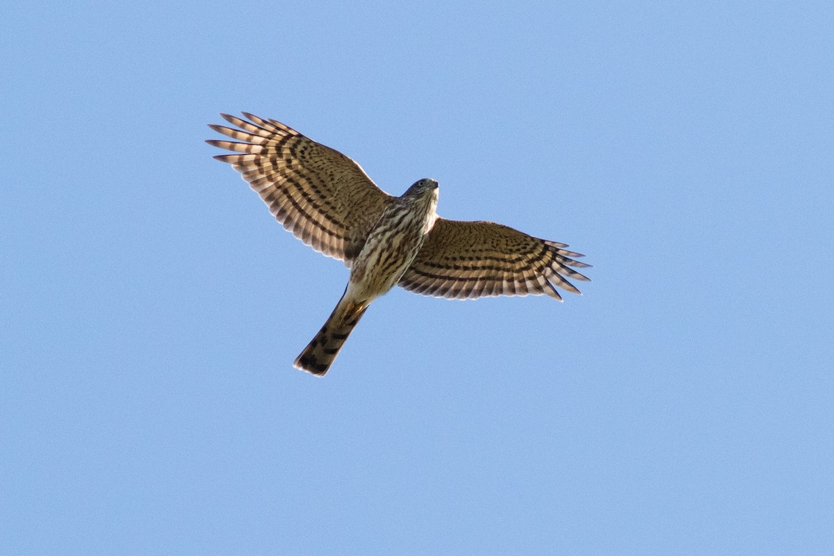 Sharp-shinned Hawk - ML269492361