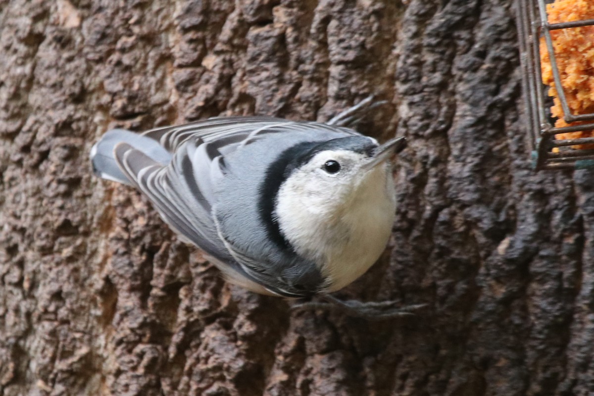 White-breasted Nuthatch - ML269493521