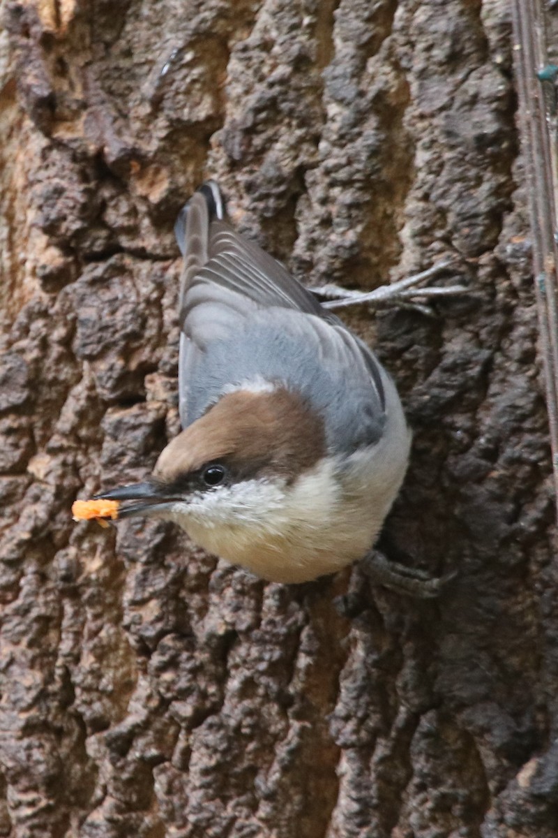 Brown-headed Nuthatch - ML269494171