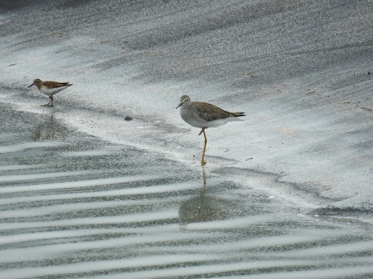 Lesser Yellowlegs - alice horst