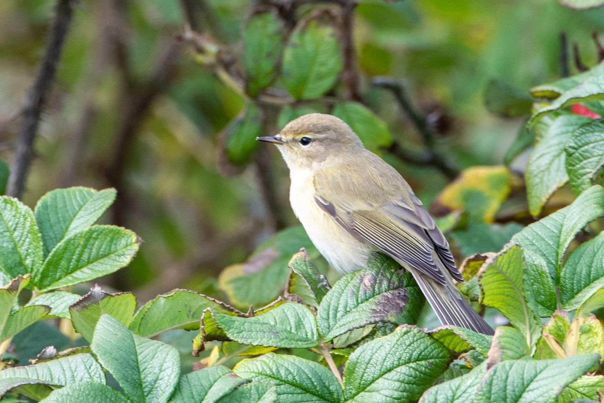 Common Chiffchaff - ML269497461