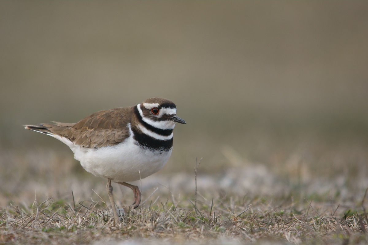 Killdeer - Caleb Scholtens