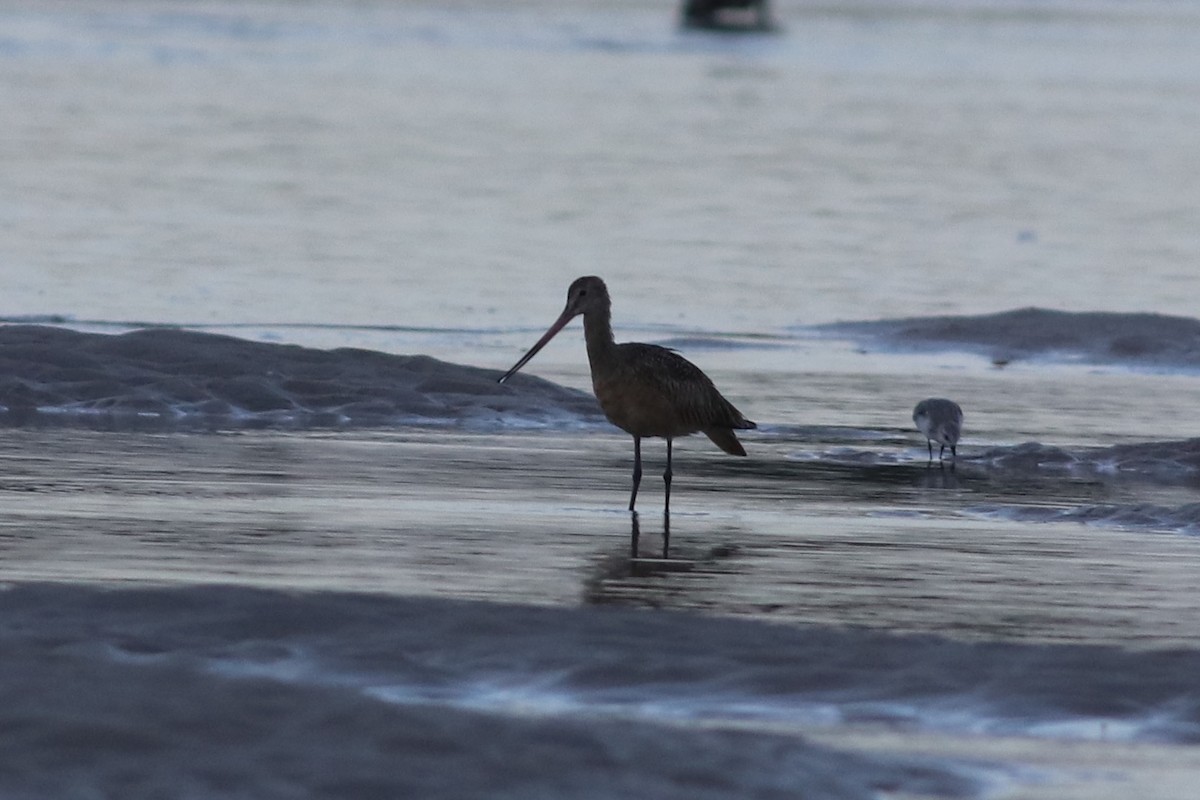 Marbled Godwit - ML269498191