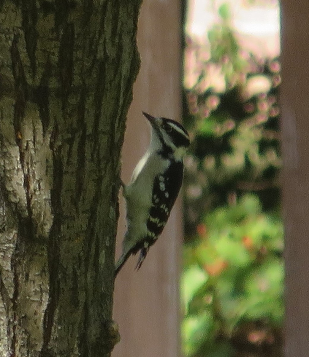 Downy Woodpecker - ML269498231