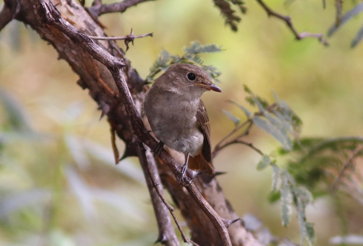 Rusty-tailed Flycatcher - ML269498331