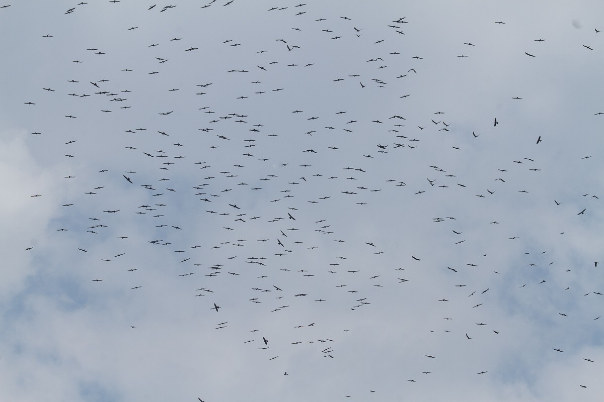 Mississippi Kite - ML26949861