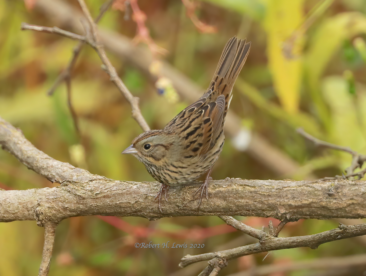 Lincoln's Sparrow - Robert Lewis