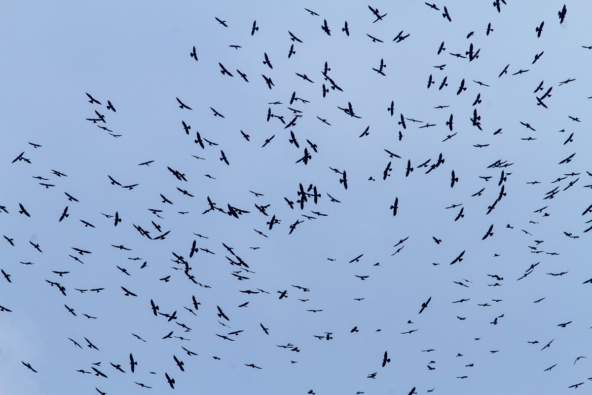 Mississippi Kite - ML26949881