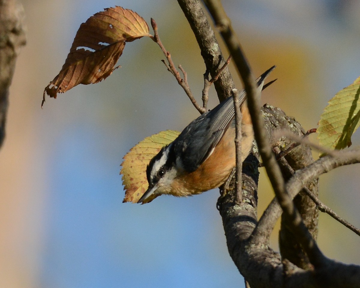Red-breasted Nuthatch - ML269498891