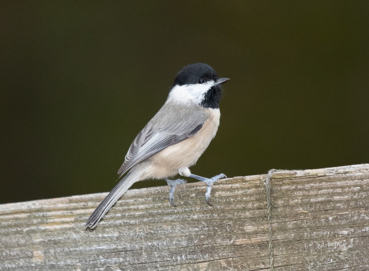 Carolina Chickadee - ML269500541