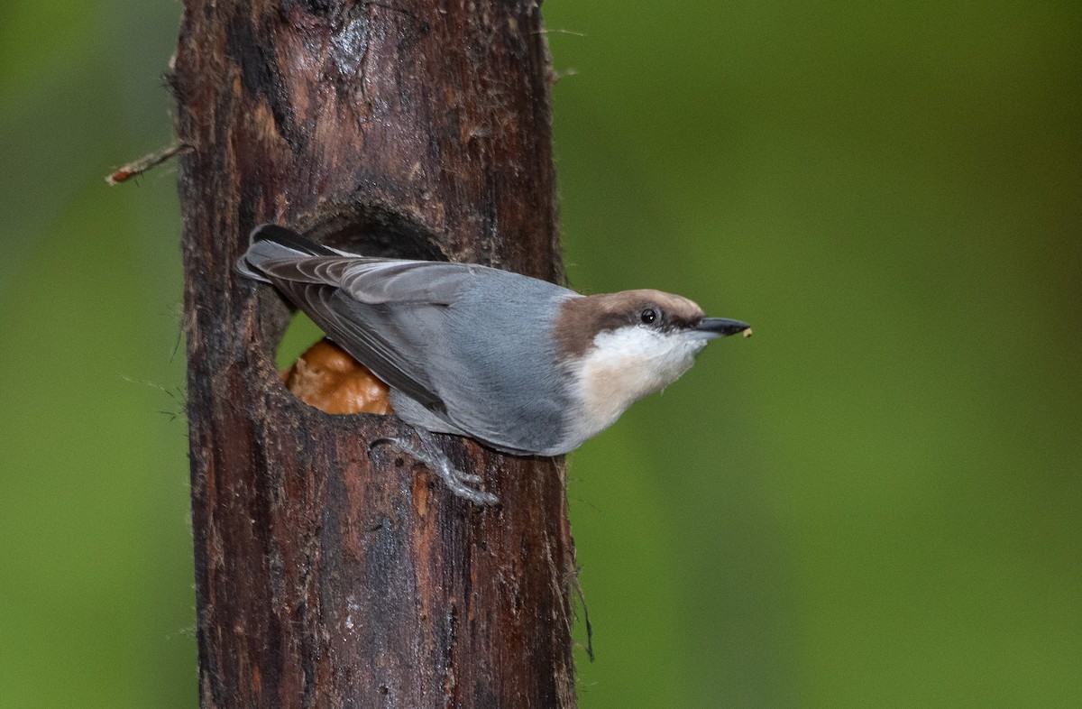 Brown-headed Nuthatch - ML269500661