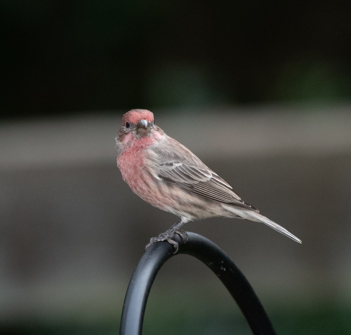 House Finch - Joe Donahue